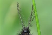 Epichnopterix plumella