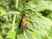 Cauchas rufimitrella