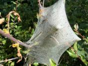 Eriogaster lanestris