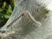 Eriogaster lanestris