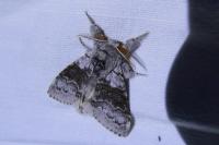 Calliteara pudibunda