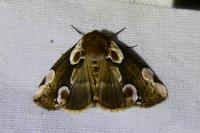 Thyatira batis