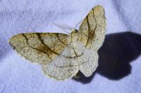 Adactylotis contaminaria