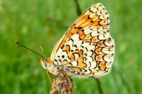 Melitaea phoebe