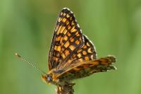 Melitaea phoebe