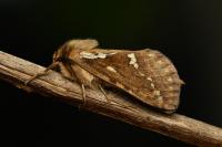 Korscheltellus lupulinus