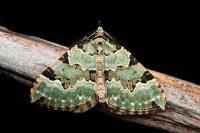 Colostygia pectinataria