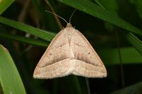 Petrophora chlorosata