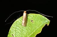 Nematopogon adansoniella