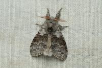 Calliteara pudibunda