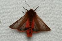 Phragmatobia fuliginosa