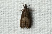 Dichrorampha acuminatana