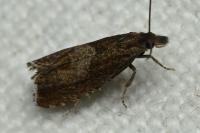 Dichrorampha acuminatana