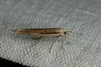 Ypsolopha mucronella