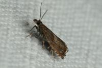 Dichrorampha acuminatana