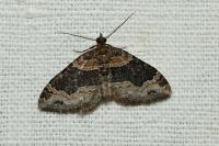 Xanthorhoe ferrugata