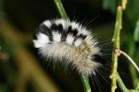 Gynaephora fascelina