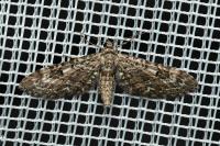Eupithecia nanata
