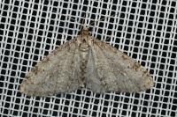 Trichopteryx carpinata