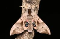 Smerinthus ocellatus