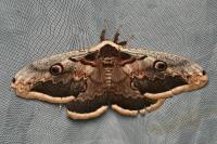 Saturnia pyri