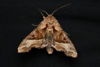 Phlogophora meticulosa