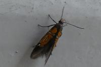 Schiffermuelleria schaefferella