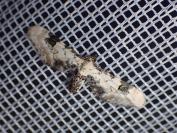 Eupithecia centaureata