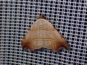 Laspeyria flexula