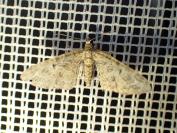 Eupithecia abbreviata