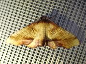 Plagodis dolabraria