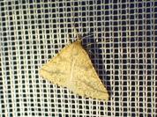 Aspitates ochrearia