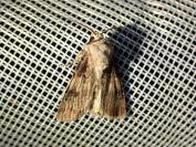 Agrotis puta