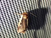 Ochropleura plecta