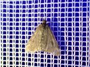 Pyrausta despicata