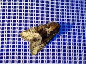 Oligia