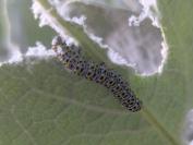 Cucullia verbasci