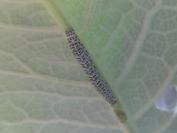 Cucullia verbasci