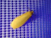 Wittia sororcula