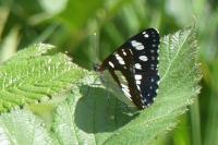 Limenitis reducta