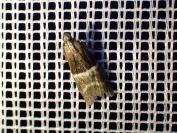 Elegia similella