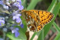 Boloria selene