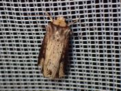 Axylia putris
