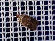 Agonopterix