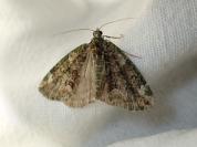 Chloroclysta siterata