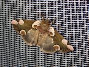 Thyatira batis