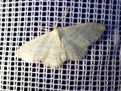 Idaea subsericeata