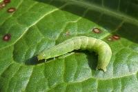 Trigonophora flammea