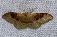 Idaea degeneraria