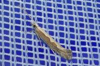 Plutella xylostella